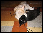 0090 2 juillet 2006